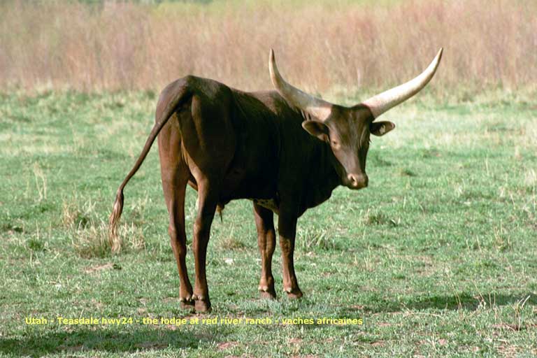 the lodge at the red river - vaches africaines